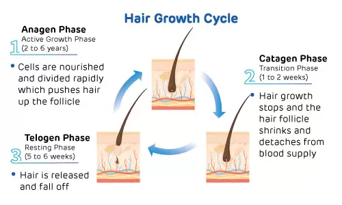 Types of hair loss and its causes - BiO-LiFE